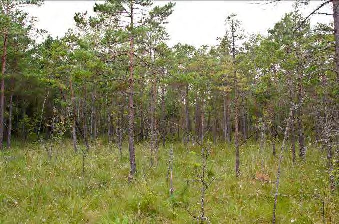 Beskrivning: Tallmosse med mest klena träd. Fritslund N. Öjaby 1 Naturvärde: 7 Datum: 2012-07-30 Biotop: Tallmosse. Dominerande trädslag: Tall.