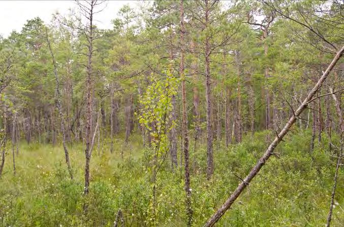Dominerande arter i fältvegetation: Öppna partier tuvull, i övrigt dominerar skvattram.