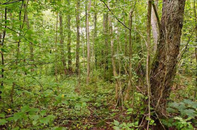 Fritslund N Öjaby 3 Beskrivning: Frodig lövskog med mycket sälg, varierad och flerskiktad. I norr finns även värdefulla jätteträd av ek, några är även hålträd. Närmast stranden finns även äldre tall.