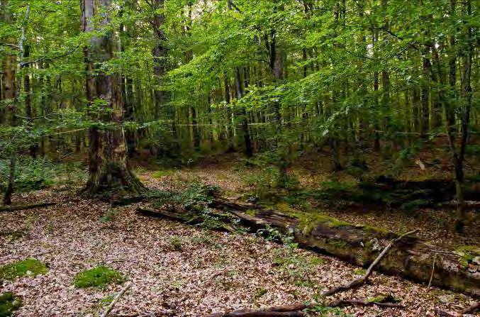 Buskskikt: Olvon. Dominerande arter i fältvegetation: Sparsamt fältskikt. Övriga arter i fältvegetationen: Liljekonvalj, kirskål, vårfryle, ängskovall, vitsippa, gökärt. På små ängsrester finns bl.a. åkervädd, kråkvicker, hybrid skogs X rödklöver, prästkrage och liten blåklocka.