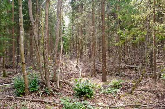 Fritslund N Öjaby 5 Beskrivning: Yngre grandominerad tät skog. Glest fältskikt. Ek finns mot åkern i öster. Naturvärde: 5 Datum: 2012-08-04 Biotop: Barrskog.