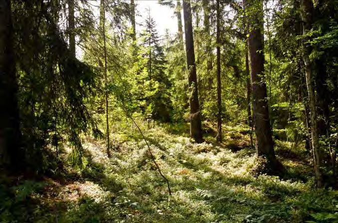 Fritslund N Öjaby 6 Beskrivning: Flerskiktad, äldre barrskog med tall. Fin rekreationsskog med stort lövinslag. Naturvärde: 7 Datum: 2012-08-03 Biotop: Barrskog. Dominerande trädslag: Tall.
