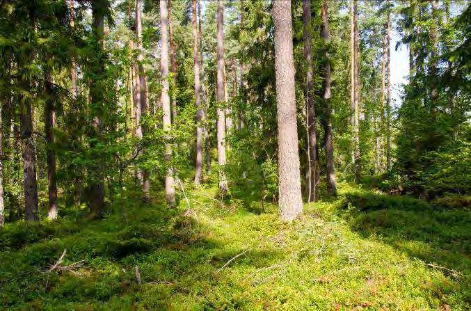 Död ved: Sparsamt med död ved av granlågor, Buskskikt: Dominerande arter i fältvegetation: Blåbär (mycket bär).