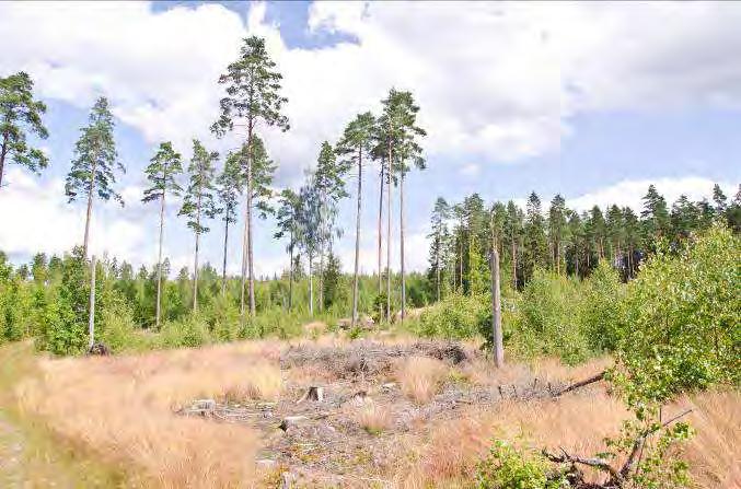 Fritslund N Öjaby 7 Beskrivning: Varierat produktionsskogsområde med hygge, ung lövskog, äldre tallar. Torrt med tunt jordtäcke. Längst i sydväst ruderatmark med några små vattensamlingar.