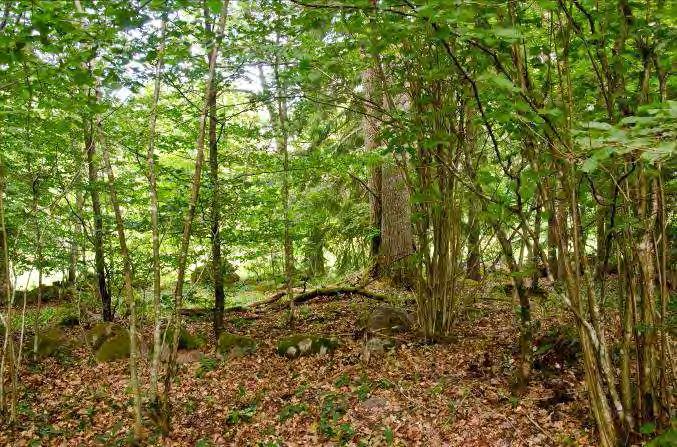 Lunnaby 1 N. om Öjaby 1 Beskrivning: Varierad ädellövskog. I NÖ finns ett litet hygge. Ganska tät ekdominerad skog, äldre träd finns av bl.a. gran, asp och bok.