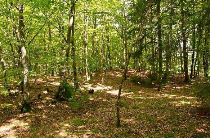 Maximal omkrets på träd: 426 cm ek (död högstubbe) Död ved: Eklågor 4, boklåga 3, bokhögstubbe 1, torrträd av bok 1 och några hålträd av ek. Buskskikt: Gles lövskog.