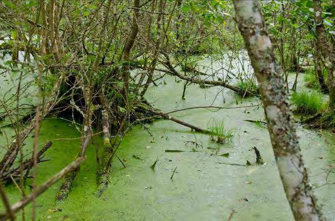 Beskrivning: Lövsumpskog med vattensamlingar. Lunnaby 1 N. om Öjaby 4 Naturvärde: 7 Datum: 2012-08-03 Biotop: Lövsumpskog.
