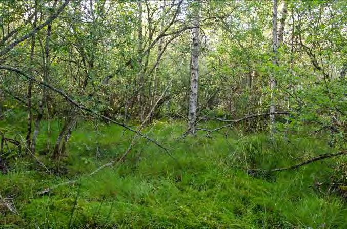 Buskskikt: Hassel. Dominerande arter i fältvegetation: Övriga arter i fältvegetationen: Topplösa, majbräken, gråstarr, veketåg, tuvtåtel, ekorrbär och skogsstjärna.