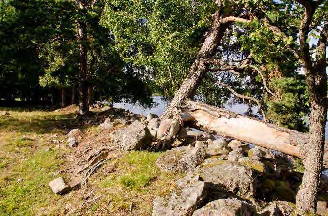 Lunnaby 1 N. om Öjaby 5 Beskrivning: Strandområde nedom betesmark. Stora träd av främst tall. Sandigt närmast stranden. Ispressade vallar. Naturvärde: 7 Datum: 2012-08-03 Biotop: Hage och sjöstrand.