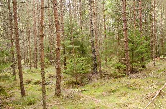 Beskrivning: Ung tät blandskog. Lunnaby 1 N. om Öjaby 6 Naturvärde: 4 Datum: 2012-08-05 Biotop: Blandskog. Dominerande trädslag: Tall Övriga trädslag: Björk och gran.
