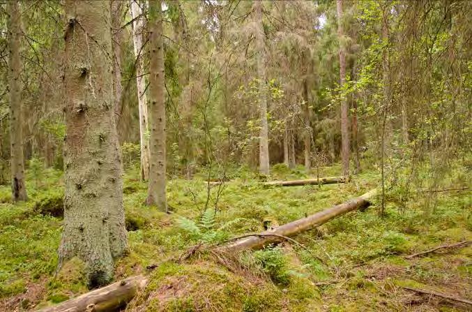 Främst lågor av gran men även av sälg, tall och björk, samt björkhögstubbar och torrträd av gran. Buskskikt: Dominerande arter i fältvegetation: Gles fältvegetation.