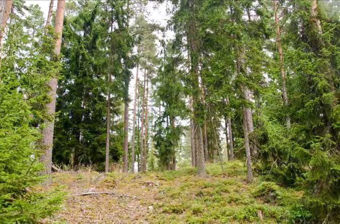 Beskrivning: Gles talldominerad barrskog. Lunnaby 1 N. om Öjaby 9 Naturvärde: 6 Datum: 2012-08-05 Biotop: Barrskog. Dominerande trädslag: Tall Övriga trädslag: Björk och gran.