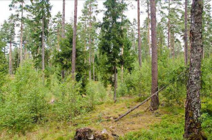 Dominerande arter i fältvegetation: Blåbär. Övriga arter i fältvegetationen: Ängskovall, kruståtel, vårfryle, lingon, ljung och tallört.