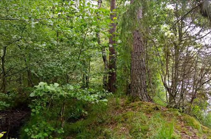 Lunnaby 2 N. om Öjaby 1 Beskrivning: Lövsumpskog med mycket björk och al. Ispressade vallar, störst träd vid strandkanten.
