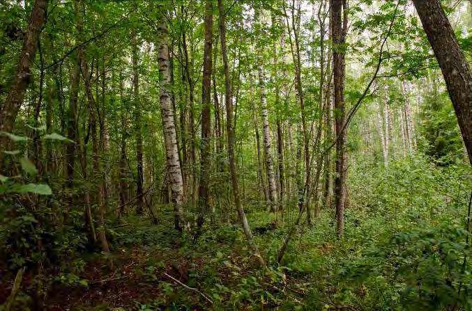 Dominerande arter i fältvegetation: Övriga arter i fältvegetationen: Videört, blåbär, vass, blåtåtel, kråkklöver, sjöfräken,