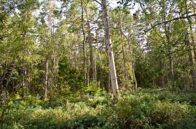 revlummer och hjortron. Vass växer närmast sjön. Övriga arter i mosskiktet: Kranshakmossa.
