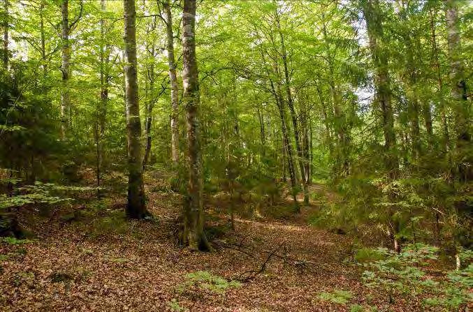 Lunnaby 2 N. om Öjaby 4 Beskrivning: Bokdominerad skog med sparsamt fältskikt, i norr ligger en gammal skjutbana. Naturvärde: 7 Datum: 2012-08-04 Biotop: Bokskog. Dominerande trädslag: Bok. klibbal.