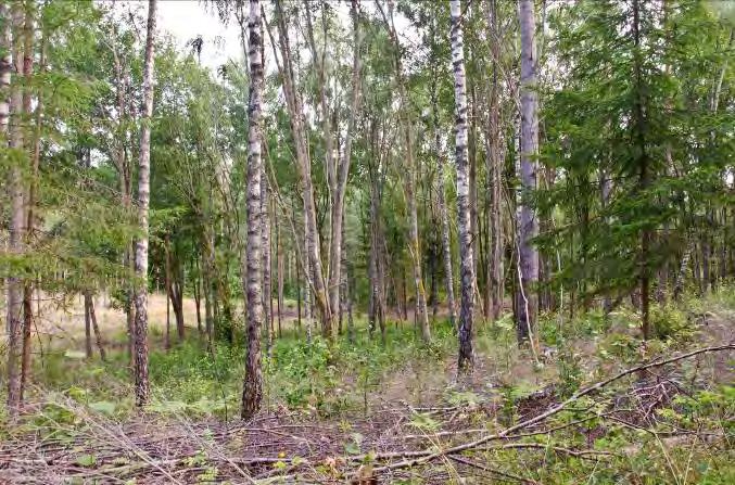 Dominerande arter i fältvegetation: Örtvegetation.