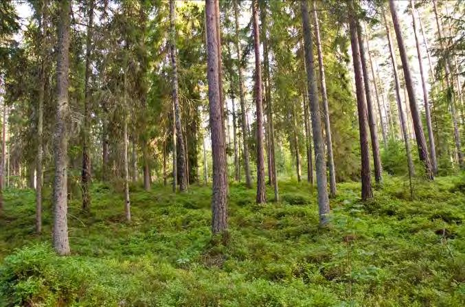 Lunnaby 2 N. om Öjaby 7 Beskrivning: Äldre ganska likåldrig barrskog, fin rekreationsskog. Naturvärde: 7 Datum: 2012-08-04 Biotop: Barrskog. Dominerande trädslag: Gran och tall.