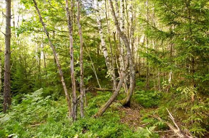 Lunnaby 2 N. om Öjaby 8 Beskrivning: Blandskog med mest ganska unga träd. En endurobana går genom området. Naturvärde: 4 Datum: 2012-08-04 Biotop: Blandskog.