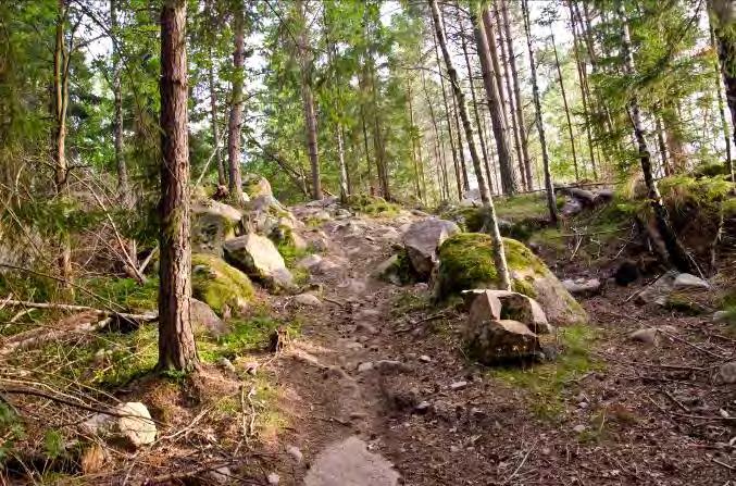 Dominerande arter i fältvegetation: Blåbär. Övriga arter i fältvegetationen: Örnbräken, fyrkantig johannesört, smultron, vitsippa och ängskovall.