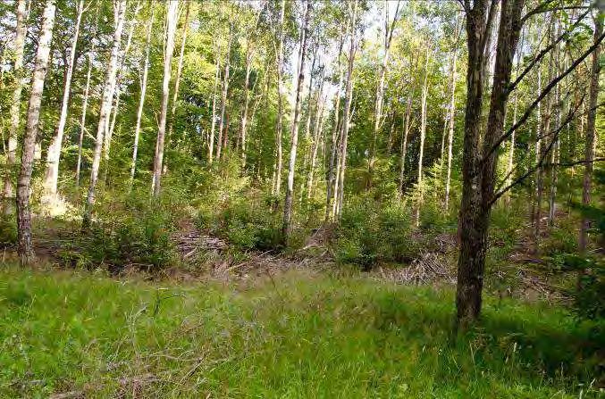 Lunnaby 2 N. om Öjaby 9 Beskrivning: Gles likåldrig tallskog med örtvegetation. Mycket sälg. Naturvärde: 5 Datum: 2012-08-04 Biotop: Blandskog.