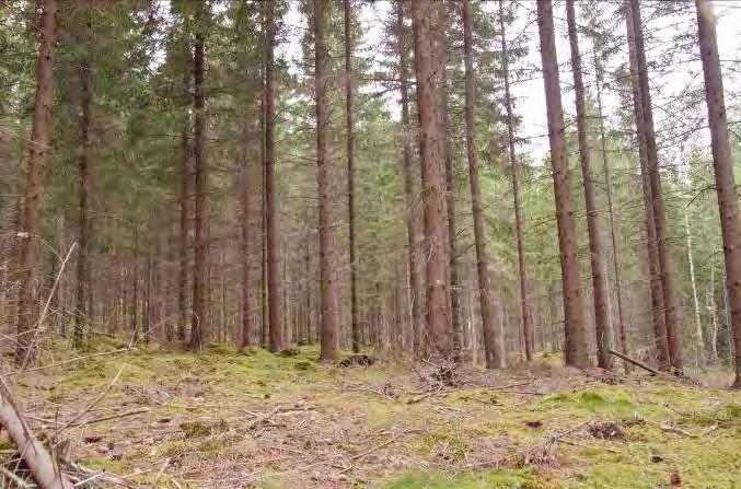 Fransborg N. om Öjaby 1 Beskrivning: Likåldrig tät produktionsgranskog, nästa helt utan fältvegetation. Naturvärde: 4 Datum: 2012-08-05 Biotop: Barrskog.