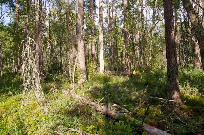 Fransborg N. om Öjaby 2 Beskrivning: Äldre barrskog på fuktig mark, i mitten en öppen myrmak. Naturvärde: 7 Datum: 2012-08-05 Biotop: Barrskog och myr.