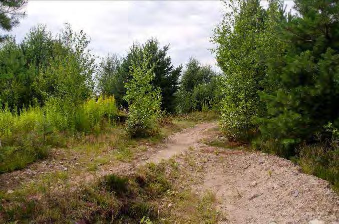 Fransborg N. om Öjaby 3 Beskrivning: Ung sandig tallskog med endurobana. Naturvärde: 7 Datum: 2012-08-05 Biotop: Pionjärmiljö. Dominerande trädslag: Tall. Maximal omkrets på träd: 90 cm tall.