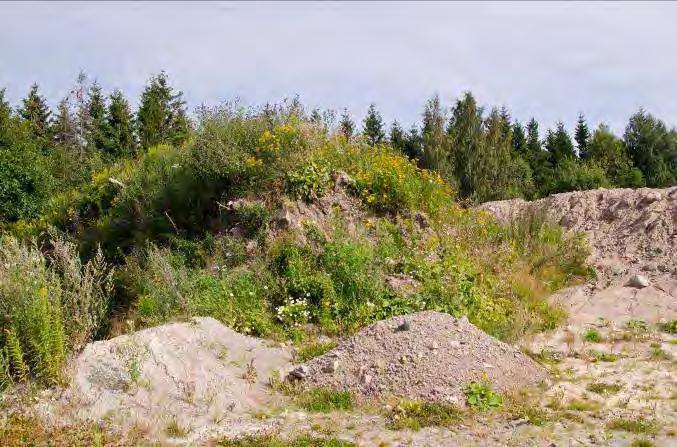 Övriga arter i fältvegetationen: Gulvial, åkertistel, blåeld, hästhov, kråkklöver, käringtand, krustistel, harklöver, liten blåklocka, vitklöver, snårvinda, renfana, sömntuta, rosenglim, opiumvalmo,