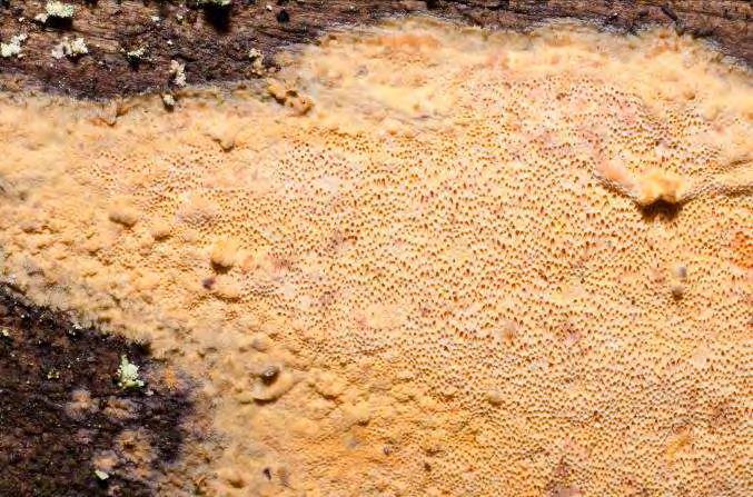 Brödmärgstickan Perenniporia medulla-panis är sällsynt och fyndet av arten i ädellövskogen vid Fritslund är det första i Växjö stad.