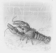 Den enda rödlistade landlevande molluskarten som har registrerats är gråskalig bärnstenssnäcka (Succinea oblonga) som fanns i Humlegården före dess omdaning på 1870-talet (von Proschwitz i brev).