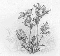 Backsippa Pulsatilla vulgaris ssp.