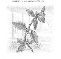 Paddfot Asperugo procumbens FAMILJ: Strävbladiga Boraginaceae Nationellt rödlistad: 4 (hänsynskrävande) Fynd i Stockholm Noteringar med aktuella uppgifter om paddfot finns från ett drygt 20-tal