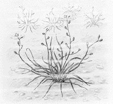 Sylört Subularia aquatica FAMILJ: Korsblommiga Brassicaceae Lokalt/regionalt skyddsvärd: (kriterium 1, 4 och 8) Fynd i Stockholm Sylört har noterats från totalt nio äldre lokaler och sannolikt är den
