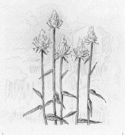 Vitrapunkel Phyteuma spicatum FAMILJ: Klockväxter Campanulaceae Nationellt rödlistad: 3 (sällsynt) Fynd i Stockholm Cirka 8-10 lokaler har noterats för vitrapunkel.