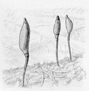 Grön sköldmossa Buxbaumia viridis FAMILJ: Buxbaumiaceae Nationellt rödlistad: 4 (hänsynskrävande) Fynd i Stockholm Sedan 1924 finns inga noterade förekomster av grön sköldmossa, Buxbaumia viridis, i