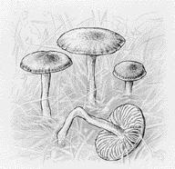 4.3.12 SVAMPAR Svamparna utgör ett eget rike (fungi) inom organismvärlden och kan till skillnad från växterna inte direkt utnyttja solljuset som energikälla.