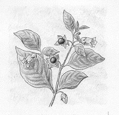 Belladonna Atropa bella-donna pa Bella-donna) på Observatoriekullen; stor ormrot (Polygonum bistorta) vid Lilla Sickla; Bellmans näktergal (Luscinia luscinia) vid Sickla, Hammarby. 2.