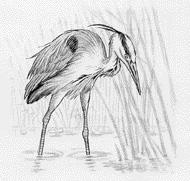ken finns idag inga större hot mot områdets ornitologiska kvaliteter. 4. Isbladskärret Isbladskärret återskapades i samband med att man 1981 slutade att pumpa bort vatten från dåvarande Isbladsängen.