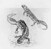 Större vattensalamander Triturus cristatus FAMILJ: Salamandrar Salamandridae Nationellt rödlistad: 4 (hänsynskrävande) Fynd i Stockholm Den större vattensalamandern, eller större vattenödla som den