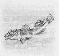 4.3.5 FISKAR Av gammal hävd används beteckningen fiskar för en mängd djur som andas med gälar och tillbringar hela sitt liv i vatten.