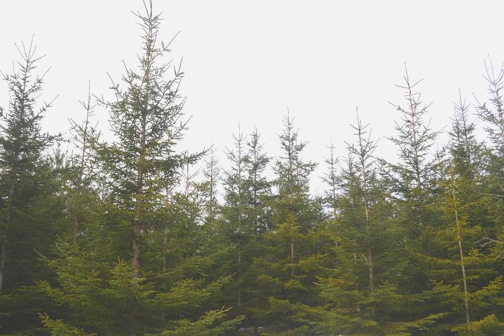 Skog ca 34 ha, huvudsakligen yngre skog, med virkesförråd om ca 1 800 m3sk. Impediment och övrig mark ca 1 ha.
