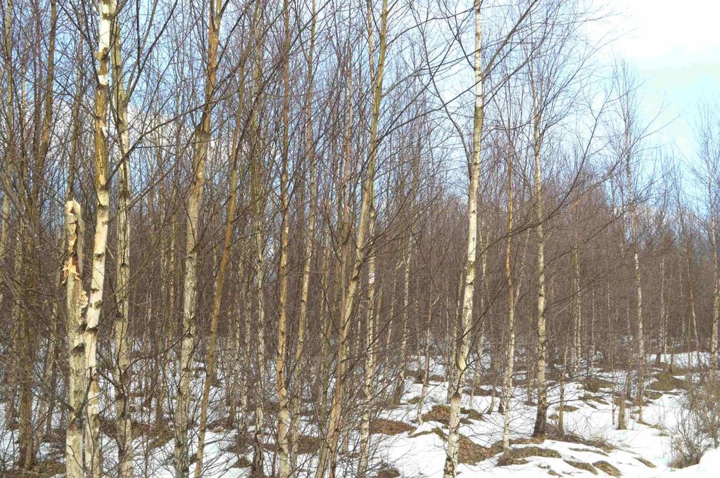 Övrigt Natur och kultur Ingen nyckelbiotop finns registrerad på fastigheten (Källa: Skogens pärlor, Skogsstyrelsen). Se också bifogad skogsbeskrivning. Kulturhistorisk alt.