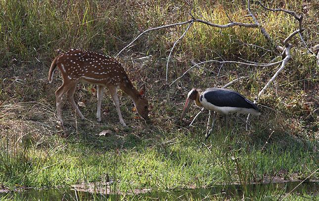 Spotted Deer och Lesser Adjutant kommer bägge med i artlistan för resan.