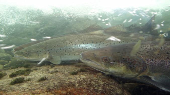 för yrkes-, sport-och fritidsfisket: Regnbåge för P&T och annan sättfisk har inte kunnat levereras från berörda