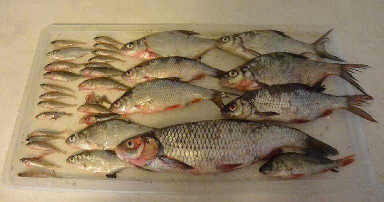 Fångst av fisk i respektive nät i