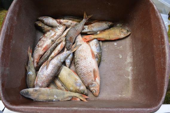 Bild 3. Fångst av fisk från Sjöråsån.