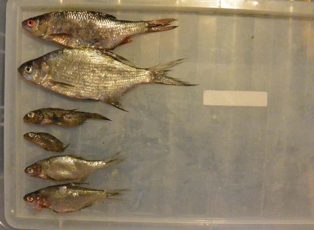 Fångst av fisk i respektive nät i Nossan.