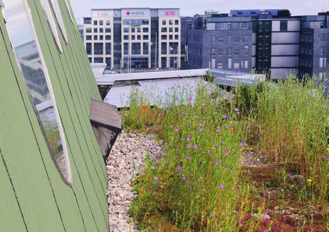 Gröna lösningar Gröna tak och gröna väggar Begreppet gröna tak innefattar all vegetation som installeras på tak eller bjälklag.